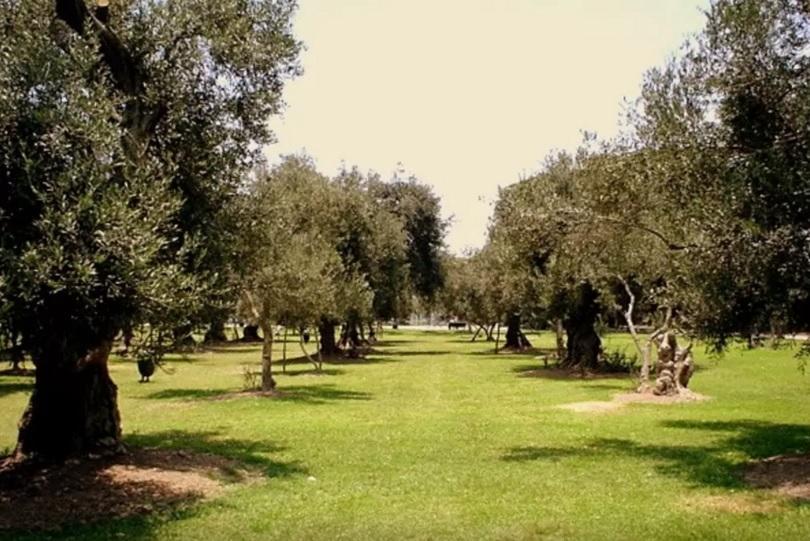 B&B El Olivar リマ エクステリア 写真
